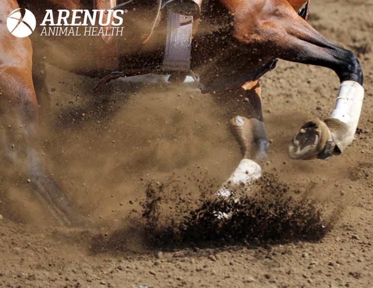 arenus animal health, sore no more horse liniment, horse pain relief topical, snm performance ultra, where to find sore no more canada