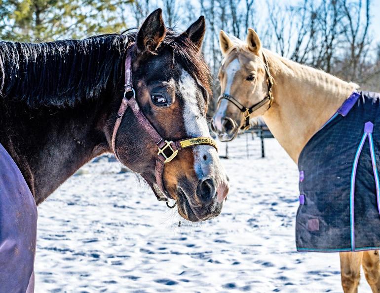 winter horse, riding in winter, training in winter, conditioning horse, keep horse fit winter, horse stretches, carrot stretch