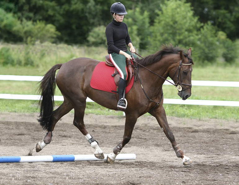 jec aristotle ballou dressage exercises dressage stretches english riding stretches equine stretches horse stretching carrot stretches equine physiology horse fitness