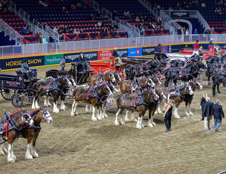 sponsorship programs horse events, sponsorship horse rider, canadian equestrian sponsorships, tania millen