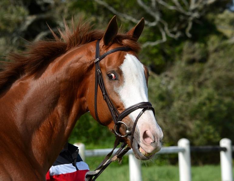 Drugs In the horse, equestrian drugs, equine canada drugs, horse medications, horse drug test, My Tack Box, western college of veterinary medicine, wcvm, horse nsaids equine