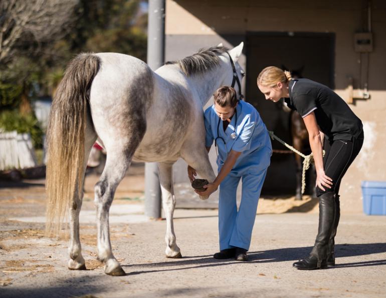 injured horse, trick training horse, non-riding horse activities, teaching horse manners, jonathan field, how to handwalk a horse