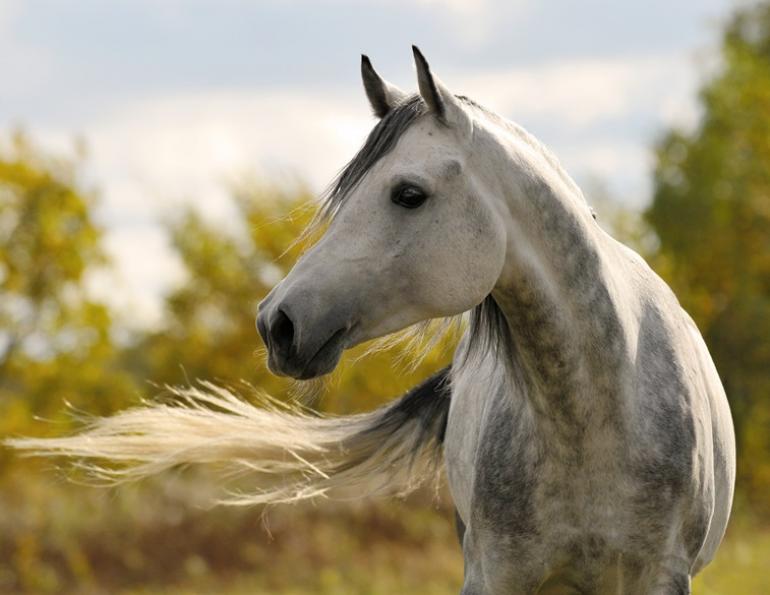spring horse health check, seasonal horse care, post winter horse management, equine spring transition, horse veterinary check up, preparing horses for riding season, spring turnout management, horse conditioning after winter, Canadian horse care, equine health assessment