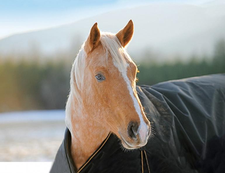 saddle fitting, short person saddle, short legs saddle, schleese, saddlefit4life