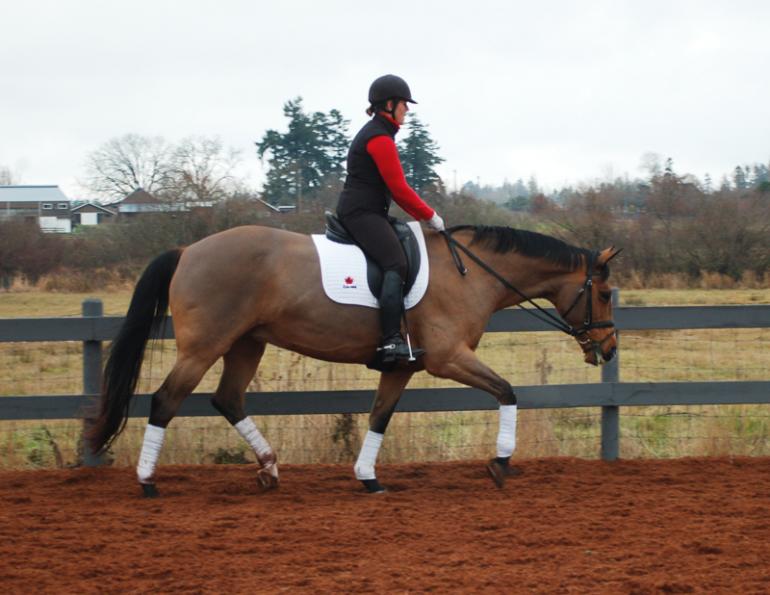 Lindsay Grice, connecting with your horse, long horse necks, tense horse neck, stretch horse long and low, graceful horse neck