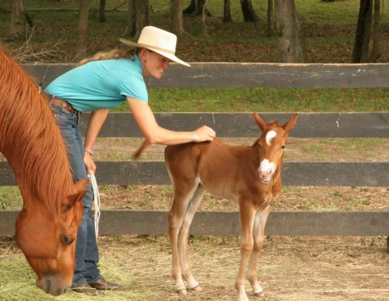 Lessons for Young Horses, Pat Parelli, Natural Horsemanship, Kalley Krickeberg