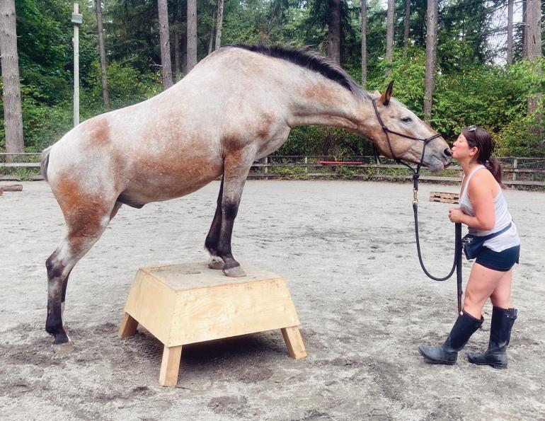 relationship with horses, understanding horses, alexa linton, how old horses get, paddock paradise track system, natural environment horses