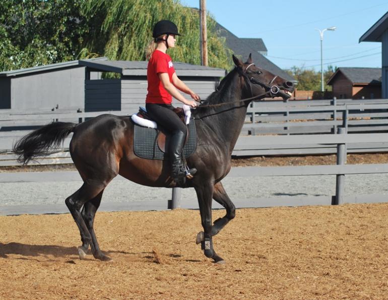 horse back, equine back, horse back pain, horse back muscles, equine back pain, equine back muscles, equine lameness, equine saddle, horse lameness, horse saddle, Lindsay Day, equine massage, Hilary Clayton