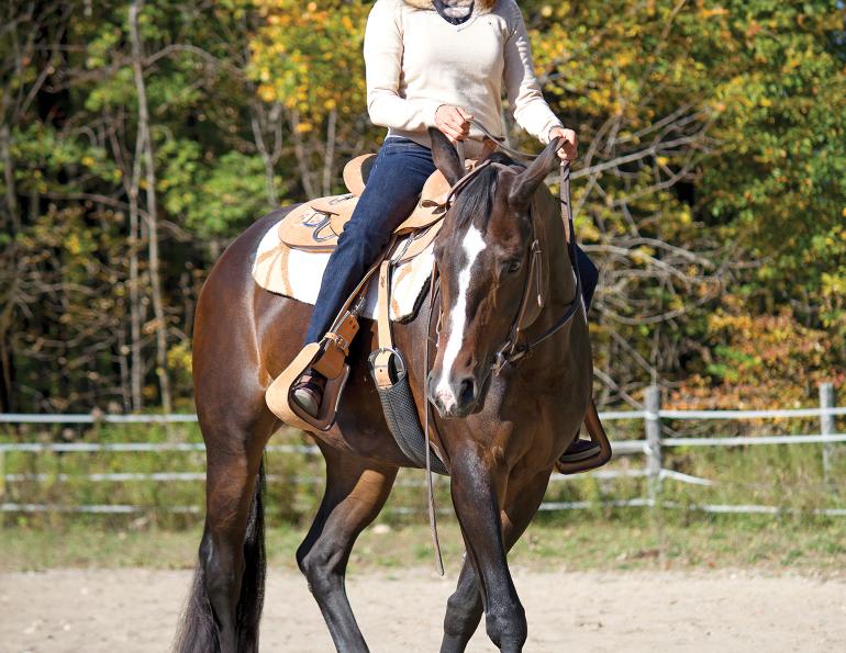 horse training options, riding with a trainer, do it yourself horse training, equestrian coaching advice, amateur rider development, horse riding lessons, equestrian training models, choosing a horse trainer, independent riding, riding without a coach