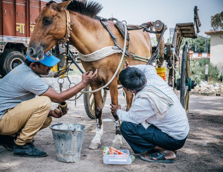 Brooke USA Equine Welfare Charity horse welfare horse rescue equine rescue equine welfare