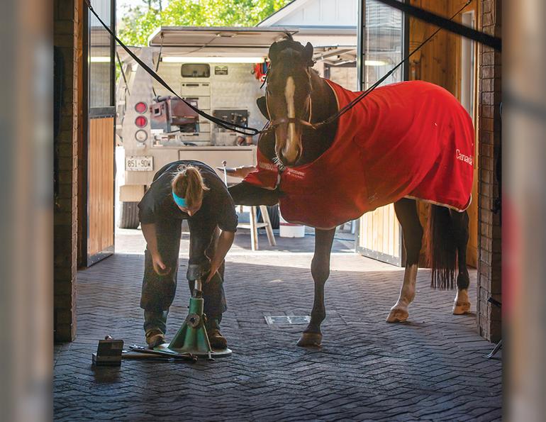 Farrier continuing education and professional hoof care improving horse soundness and equine performance