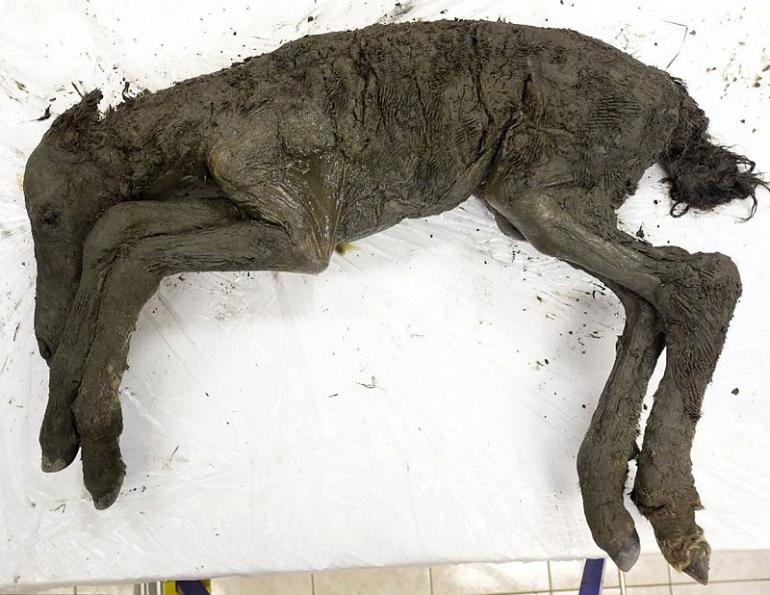 horse fossils, extinct horses, archealogical finds equine, history of horses