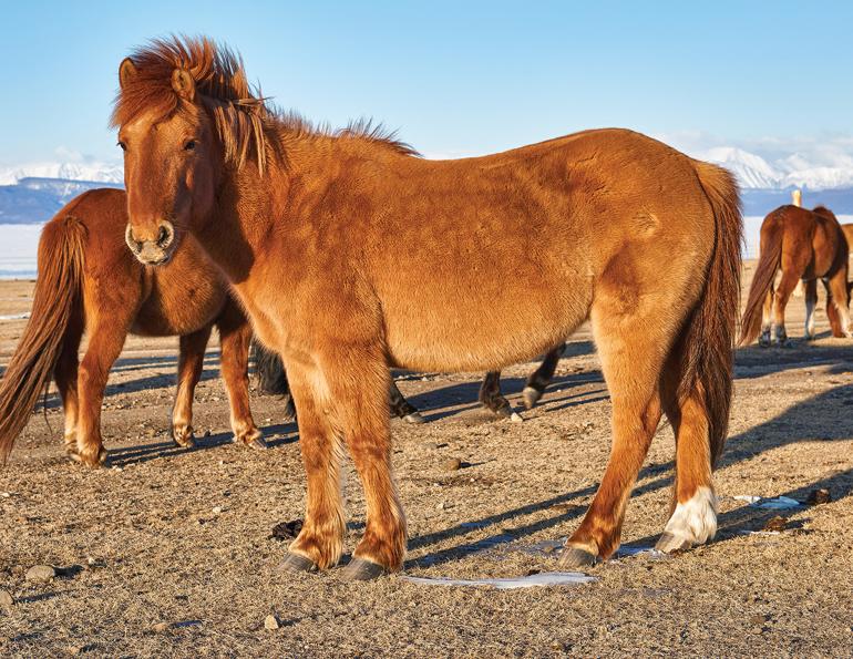 H5N1 Avian Influenza in horses, equine H5N1 Avian Influenza, can horses be infected with H5N1 Avian Influenza?, H5N1 bird flu in horses, equine influenza viruses, cross-species transmission, horses coinfected with avian flu, can my horse contract H5N1 Avian Influenza?
