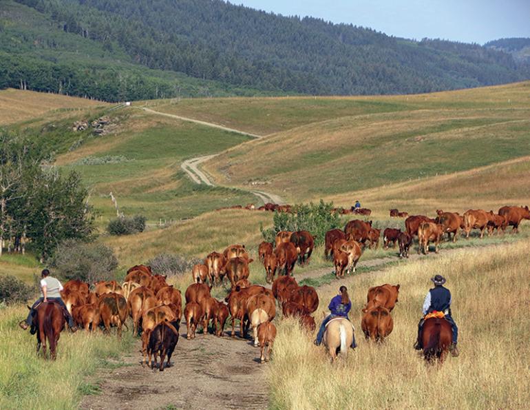 Canadian Ranching Heritage, Margaret Evans, cattle ranching, Cariboo gold rush 1858, Alkali Lake Ranch, Eddie Bambrick, Douglas Lake Ranch, Gang Ranch, Lord Aberdeen, Bar U Ranch, John Ware, Captain Charles Augustus Lyndon