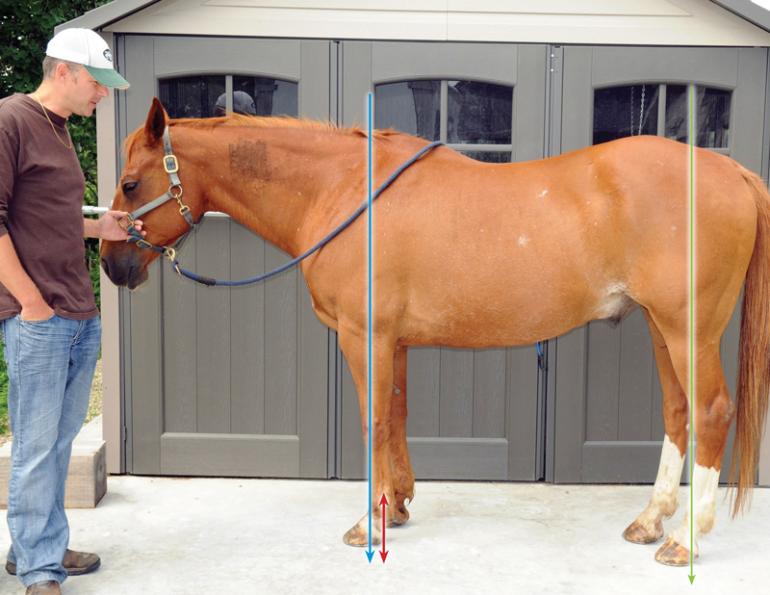 hoof trimming, trimming a horse, hans wiza, horse hoof care, horse cannon bone, horse frog, overgrown horse shoe hoof trimming, trimming a horse, hans wiza, horse hoof care, horse cannon bone, horse frog, overgrown horse shoe