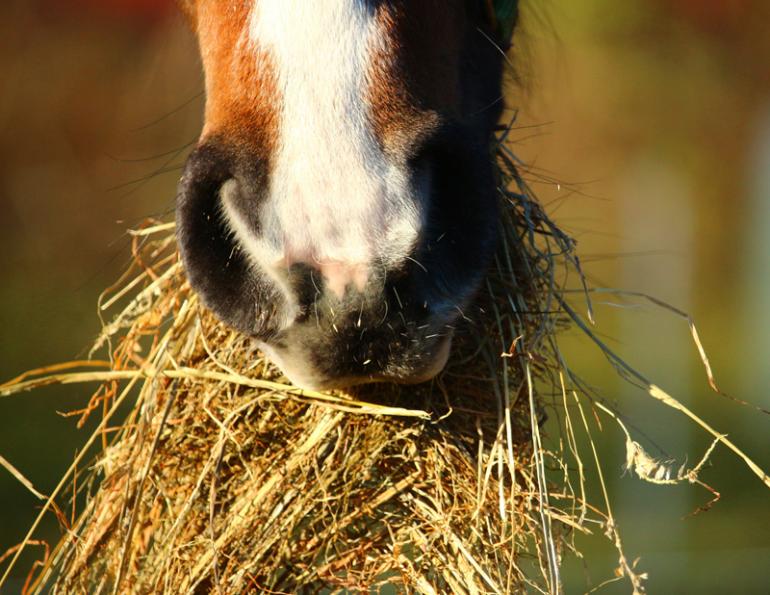 winter horse feeding, loose manure in horses, horse diarrhoea winter, hay diet horses, hindgut fermentation horse, equine digestion, winter horse management, feeding hay to horses, chronic diarrhoea in horses