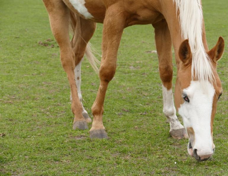 Care & Feeding of Overgrazed Horse Pastures, overgrazing horses, Horse Pasture Maintenance, ferris fencing, fencing for horse grazing