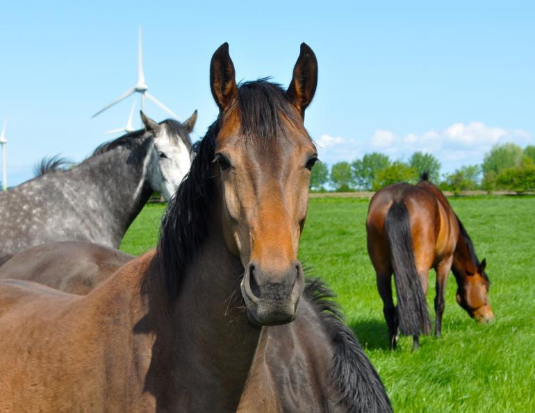 horse industry canada, horse welfare canada