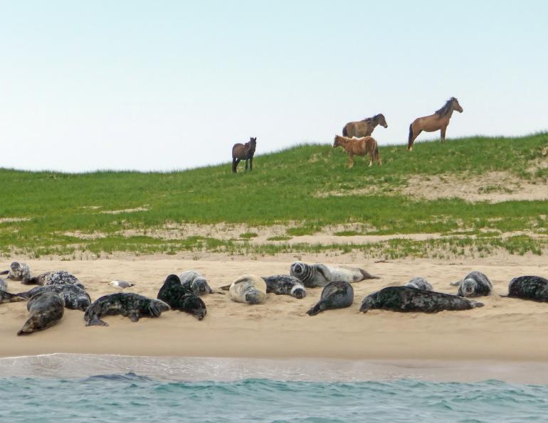 Sable Island Wild Horse University of Saskatchewan Nova Scotia’s Sable Island 