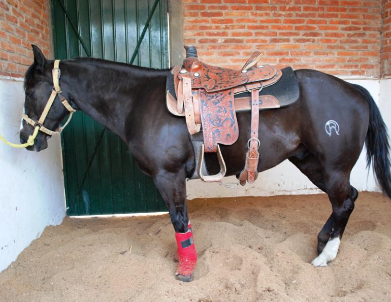 Horse Training Tips, get horse stand quietly when tied, horse standing still in cross ties, Horse Training Tips, get horse stand quietly when tied, horse standing still in cross ties,