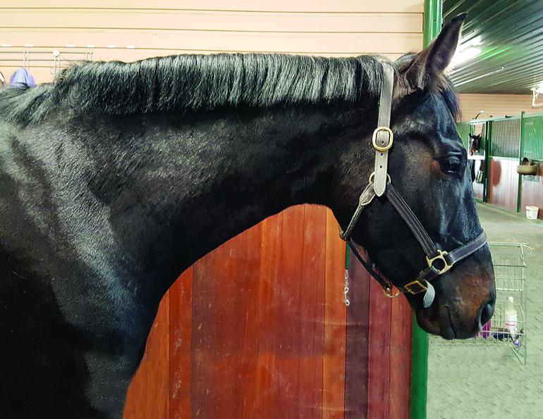 HOW TO Shorten a horse's Mane trimming horse's mane with scissors horse grooming horse mane grooming HOW TO Shorten a horse's Mane trimming horse's mane with scissors horse grooming horse mane grooming
