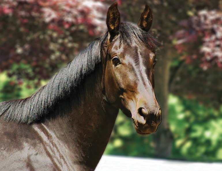 How to Train a horse's Mane, train the equine mane, horse grooming, shorten a horse's mane