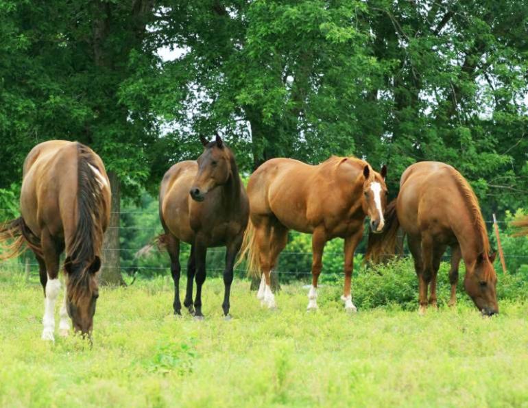 Equine digestive tract, horse digestive system, Kentucky Equine Research, equine esophagus, equine fluid absorption, horse care, equine stomach, horse stomach, equine digestion Equine digestive tract, horse digestive system, Kentucky Equine Research, equine esophagus, equine fluid absorption, horse care, equine stomach, horse stomach, equine digestion