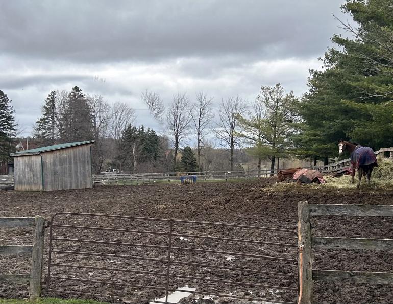 zenamin equine nutrition, cheryl mckenna horse rider, mineral supplement horses, low calorie horse supplements