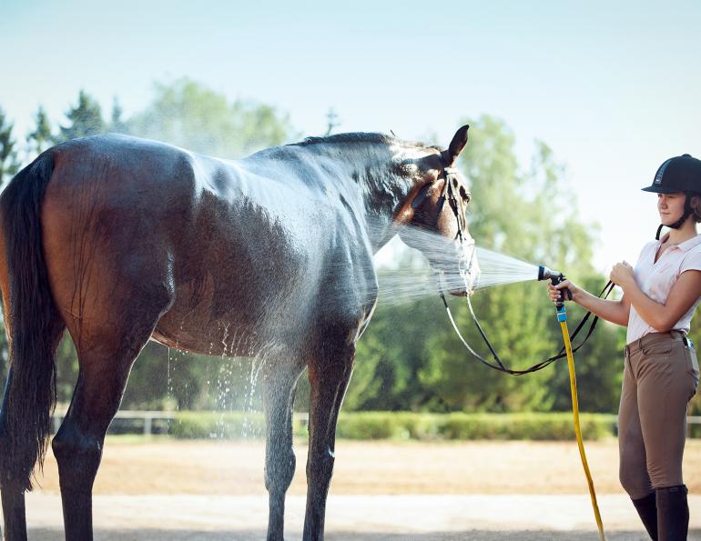 horse cooling, pre-cooling horses, equine heat stress, horse heat stress, cooling horses before exercise, hot weather horse care, equine welfare, horse exercise safety, horse hydration, horse sweating, endurance horse cooling, eventing horse cooling, racehorse cooling, Canadian horse industry, horse health, equine research, heat illness in horses, summer horse care, horse performance