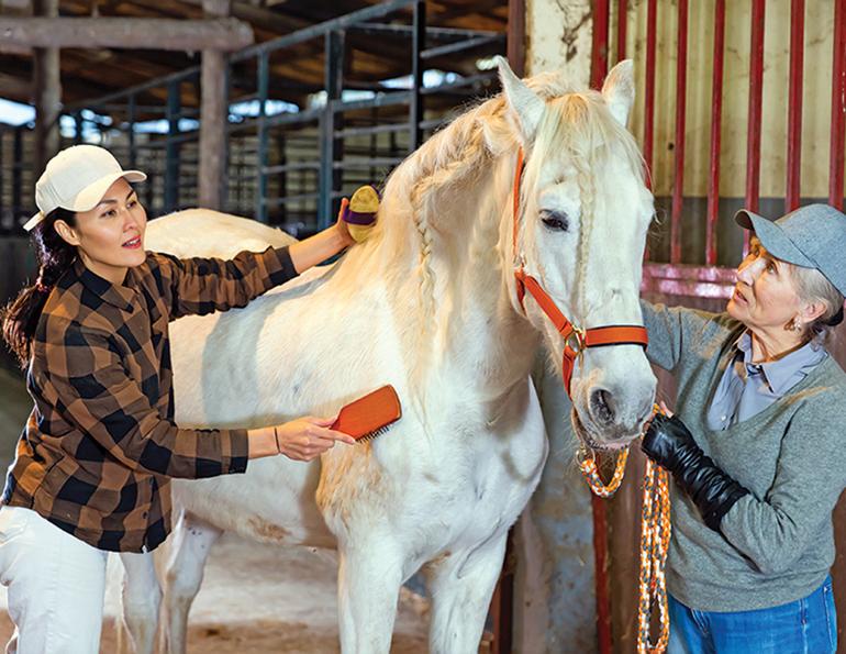 caring for older horses, senior horse care, should i deworm older horses, what age should i retire horse, sidewinder gait older horse, ppid senior horse, bute for horses, dental care horses