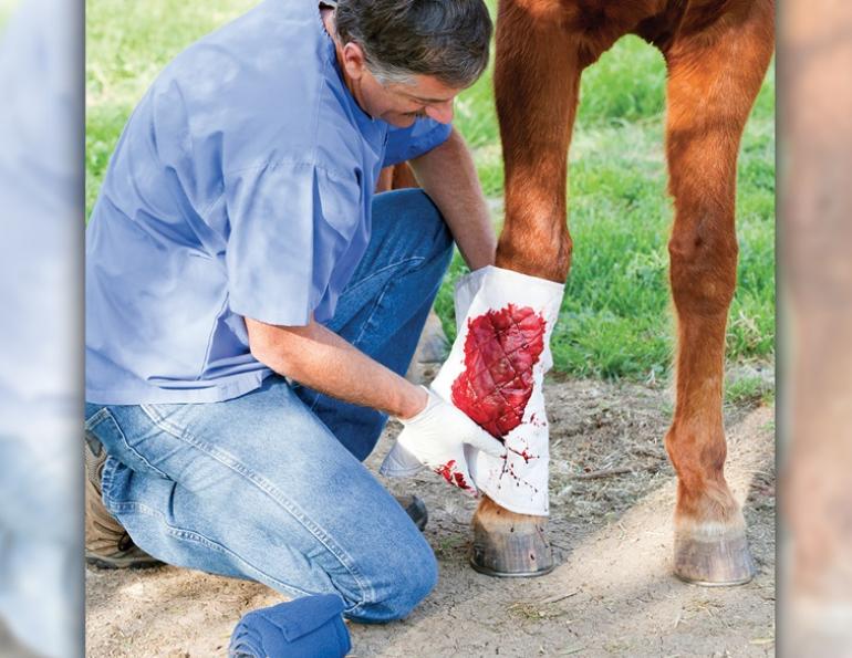 equine first aid, travelling with horses, safe trail riding, safe horse riding, safe equine first aid, horse's wounds, how to take a horse's heart rate, take horse temperature, check if a horse hydrated