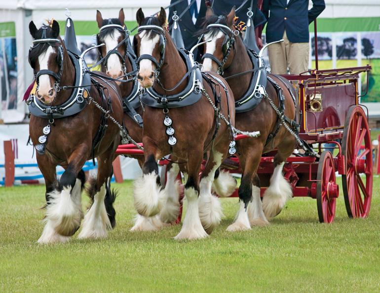 Clydesdale horse, Delvin Szumutku, Clydesdale Creeks Conroy, Clydesdale Creeks Princeton, Terragold Farm, Boulder Bluffs Maxwell, clydesdale breed, equine giants