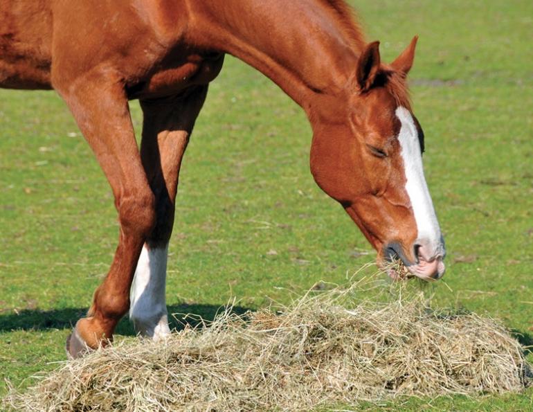 fibre in horse hay, horse teeth, best hay for equine teeth, shelagh niblock, fibre horses