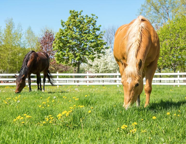 horse vitamin e equine nutrition Shelagh Niblock, PAS sources vitamin E equine diet vitamin e supplements for horses, how much vitamin e does my horse need