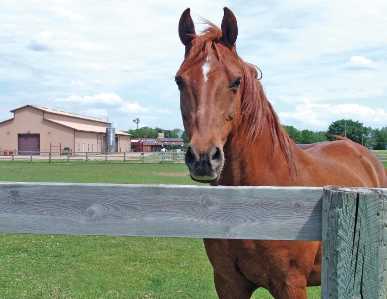 running a horse barn, hiring horse people, keeping an equestrian facility, managing horse boarders, taking care of horses, nikki alvin smith