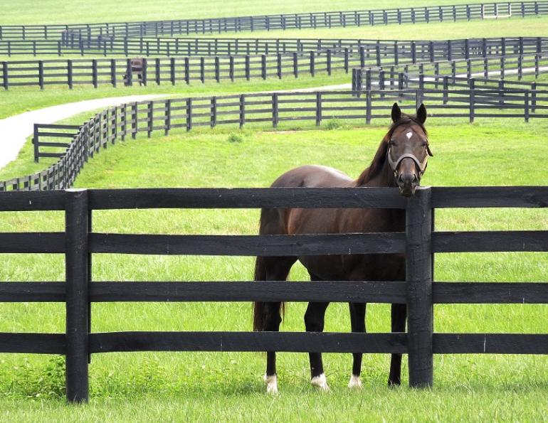 building a horse fence, equine fence, fencing equestrian property, fencing acreage, how to build a fence for horses