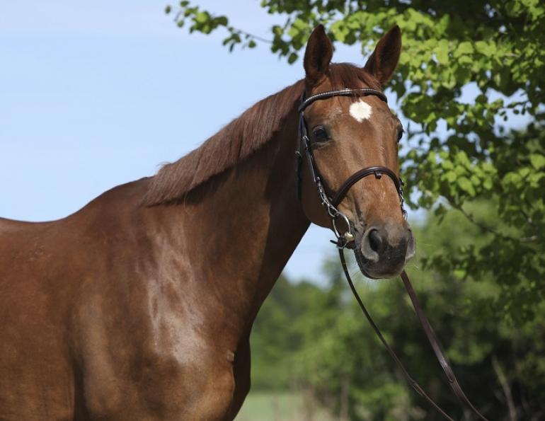 Jochen Schleese, saddle fitting a growing horse, saddle fit colt, saddle fit filly, saddle fit young horse, horse lameness, horse back pain, equine back pain, equine injuries, equine lameness, horse saddle fit