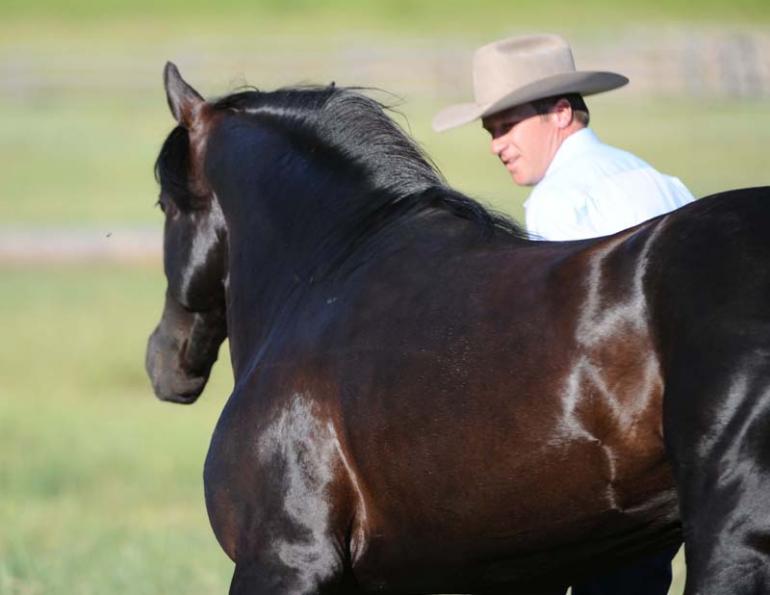 Jonathan Field, horses at liberty, how to connect with horse Jonathan Field, horses at liberty, how to connect with horse