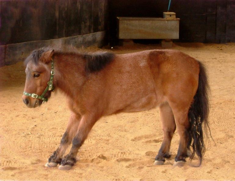 overcoming laminitis, is there medication for laminitis? oral sugar test for horses (OST) overcoming laminitis, is there medication for laminitis? oral sugar test for horses (OST)