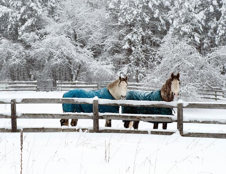 horse fencing problems, fixing horse fence, equine flex fencing, electric fence horses, equine guelph, system fencing, board fencing horses, gates horses