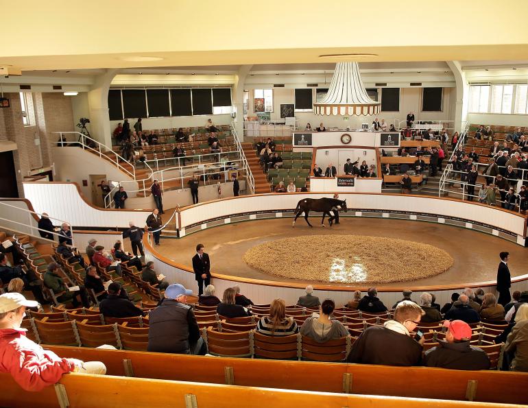 horse auction, equine auction, how to buy a horse, attend an equine auction, attend a horse auction, karen weslowski horse auction, equine auction, how to buy a horse, attend an equine auction, attend a horse auction, karen weslowski