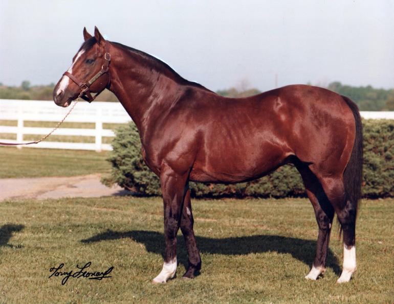 horse racing legends, northern dancer thoroughbred, nearctic Northern Dancer sire Nearco, best race horses in history, northern dancer, tony leonard