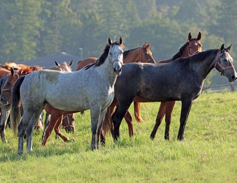 equestrian canada study, canada's horse industry economy, how much is canada's horse industry worth, equestrian economy