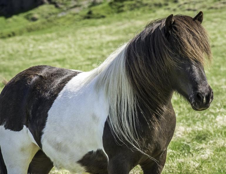 history of icelandic horse, horses in iceland, paula da silva, pictures of icelandic horses, breed characteristics icelandic horse