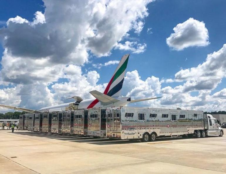 A new study will investigate how to optimize the welfare of horses being transported by air. Horses are among the most travelled domestic species, and although there has been plenty of research into road travel, less is known about how they cope with travelling by air.