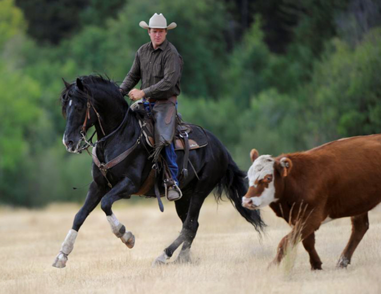 Jonathan Field, control your horse, equine Ground Skills horses, horses controlling steer, natural horsemanship, connecting with your horse, horses working cows