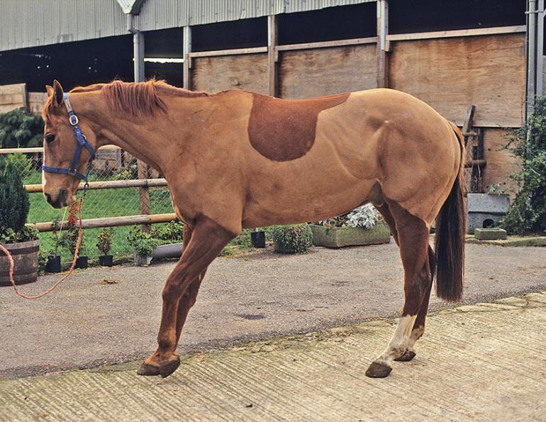 equine laminitis, horse laminitis, foundered horse, horse founder, horse sole support, hoof care, hoof support, coffin bone, horse metabolic, horse obesity, equine obesity