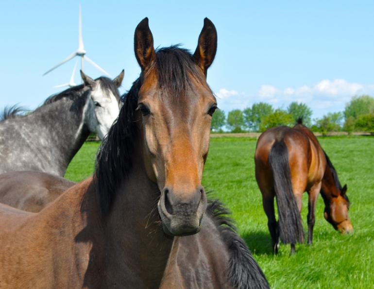 Equine Code of Practice, Equine Care, Equine Handling, Equine Code, Canada Equine Code, 2013 Equine Code, Judith Lavoie Equine Code of Practice, Equine Care, Equine Handling, Equine Code, Canada Equine Code, 2013 Equine Code, Judith Lavoie