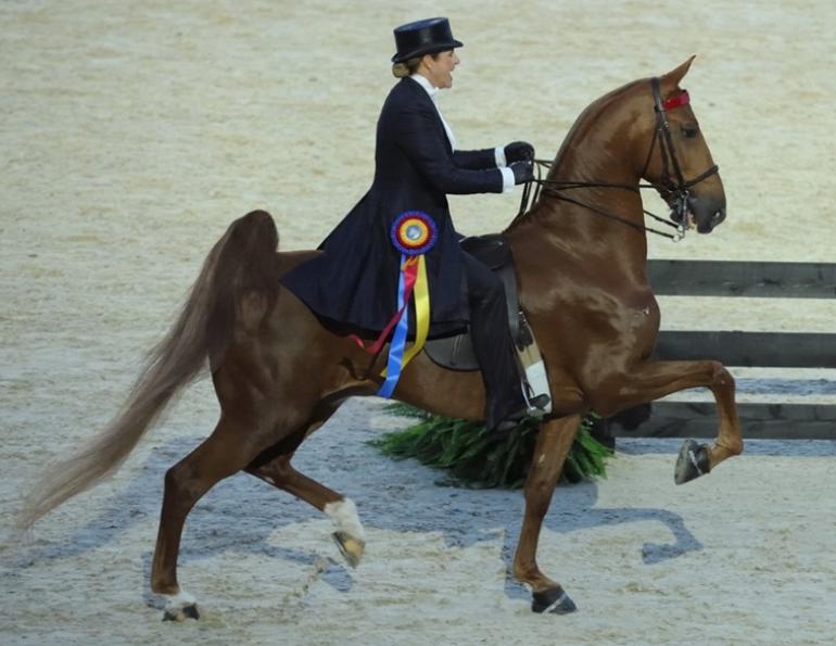 american saddlebred breed profile, versatile horses, american-bred horses