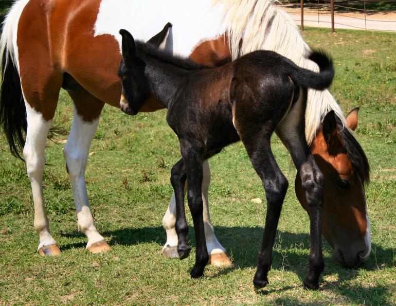 why do most people ride mules and not horses? what are the anotomic differences between horses and mules? comparing horses to mules